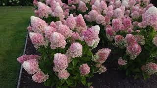 Hydrangea paniculata Living Little Blossom