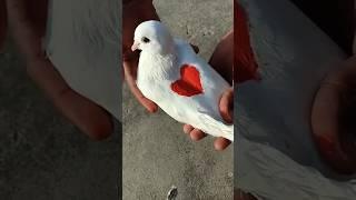 Kabutar Love Status ️#kabootar #video #viral #shorts