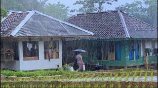 Aktivitas Saat Hujan Lebat Di Kampung Terujung Jawa Barat, Sejuk & Bikin Damai | Pedesaan Indonesia