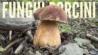 FUNGHI PORCINI 2024 - Dove trovare i primi porcini estivi nei boschi di querce e castagno