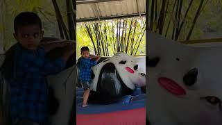 where is angry bull's  leg?