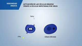 ACTIVACIÓN DE LAS CÉLULAS INNATAS frente a células infectadas por VIRUS