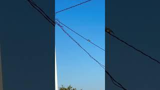 #aves #mascotasyoutube #videos