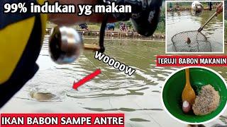 umpan ikan mas babon 99% strike indukan#umpanikanmas #umpanbabonikanmas