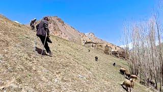 Mountain Living: The Resilient Nomads of Afghanistan