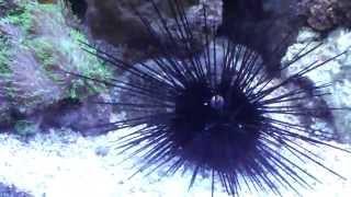 Long Spine Urchin!