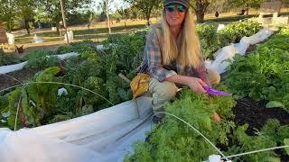 “How I Make Fertilizer Tea” Garden Progress on Small Farm & Pennie’s Two Cents