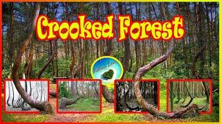Mystery Of The Crooked Forest,Poland | Pine Forest | Nature Love | Tamil | 