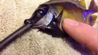 Performing CPR on a fish