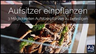 Aufsitzerpflanzen richtig befestigen | AquaOwner