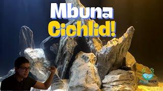 PROJECT: Mbuna Cichlid Home Build!