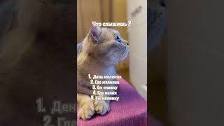 Кот Тимофей и его очередные задания на нашем канале #кот #cat #животные