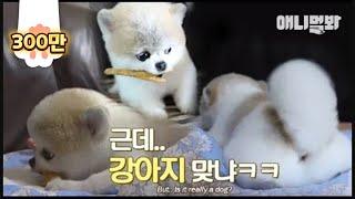 다들 모여주세요 이 강아지에 대해 할말 있음ㅣDo you see the animal in the photo as a dog? Mong is not a dog.. She is..