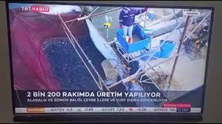 Aziziye İlçe Tarım ve Orman Müdürlüğü - Su Üürnleri Alabalık Kuzgun