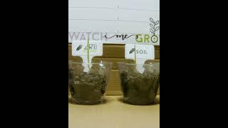 Watch me grow! Difference with Biochar