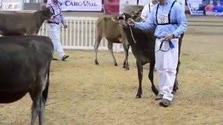 NY Spring Carousel Jersey Show Summer Yearling Class