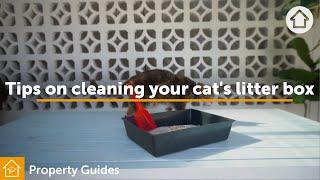 Tips on cleaning your cat's litter box | realestate.com.au