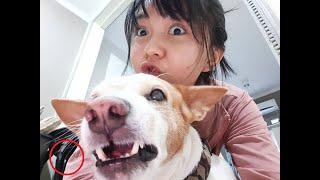 Anjing Jilatin Paha Cewek Sampe Puas | Kelakuan Jahil Anjing