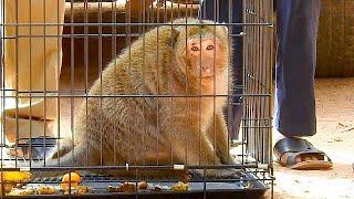 BIG THANKS NGO !! Poor monkey Sweetpea success treatment by NGO and set free in the jungle