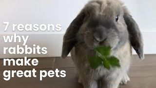 7 Reasons Why Rabbits Make Great Pets | PET CIRCLE