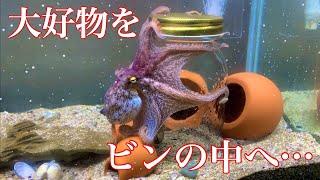 タコの大好物をビンの中に入れると…【アクアリウム】