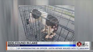 Dog in Lake WCIA News at Nine