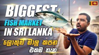 ලංකාවේ ලොකුම මාළු වෙළඳසැල / Peliyagoda Fish Market Colombo Sri Lanka  