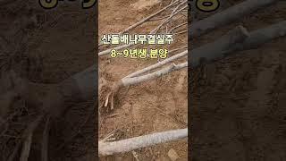 돌배나무결실주 가을분양시작~ #돌배효능 #나무시장개장