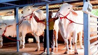 Huge white bulls from Myanmar