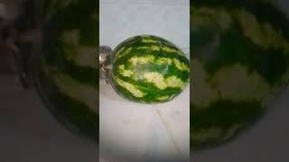 IMPOSTER IS SUS #mongus #watermelon #imposter #is #sus