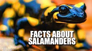 Salamander Facts: WHAT is a SALAMANDER  Animal Fact Files