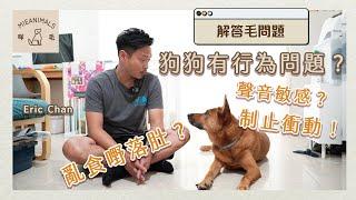 狗狗有「行為問題」要點訓練？犬隻訓練師Eric Chan 想主人明狗狗諗咩