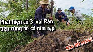 Đoạn bờ cỏ rậm, phát hiện có 3 loại Rắn tồn tại | TGSB #924