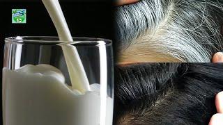 How To Turn White Hair To Black Hair Naturally And Permanently With Milk