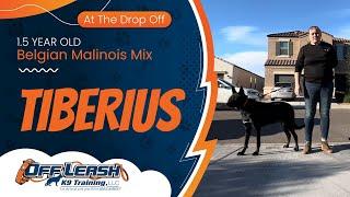 Tiberius ~ 1.5 yr ~ Belgian Malinois  Mix ~ Best Shepherd Trainers ~ OLK9 Training Phx