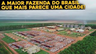 CONHEÇA POR DENTRO DA FAZENDA RONCADOR - MAIOR FAZENDA DO BRASIL!