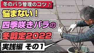 【バラの育て方】冬のバラ管理のコツ悩まない！四季咲きバラの冬剪定2022～実践編その1（2022年1月28日）