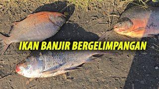 Banjir Tanjung Tualang - Pesta Tangkap Ikan