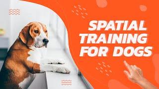 Boost Your Dog's IQ with Spatial Training: SolidK9Training