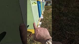 летают #пчелки #весна #пчеловодство в #пчеловодство #bee #пчеленок #beekeeper #beefeater #пчелы