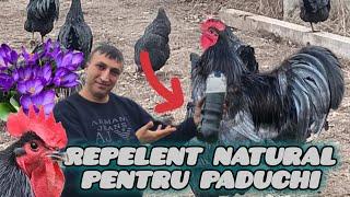 Cum facem repelent natural pentru păduchii păsărilor