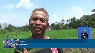 Budidaya Singkong Kuning menguntungkan