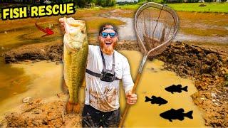 Rescuing BIG BASS from Dried Up Pond (Fish Rescue)