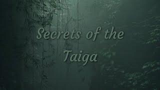 Secrets of the Taiga: Exploring the Enchanting Coniferous Forest