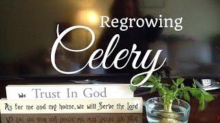 How To Regrow Celery