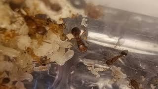 Tetramorium bicarinatum - Ep2 The BOOM!!!