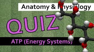 QUIZ: ATP (Energy Systems) | Anatomy & Physiology