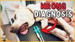 This diagnosis is WRONG in 50% of dogs (vet exposes why)