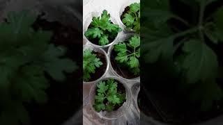 Мои хризантемчики 