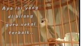 Sikatan Londo Gacor dor , pancingan burung bahan dan masteran pun juga bisa |Kicau Mania